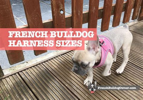 french bulldog harness size.